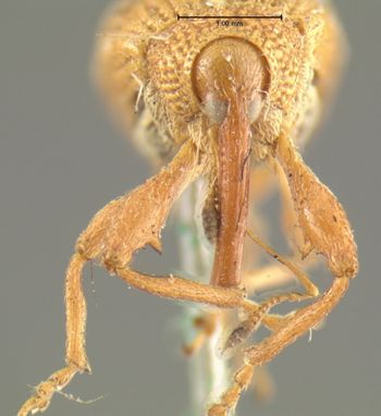 Media type: image;   Entomology 1961 Aspect: head frontal view